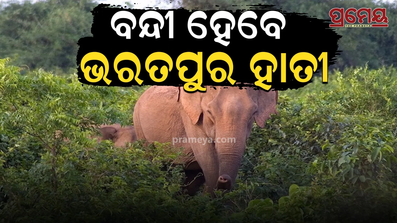 elephant
